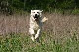 GOLDEN RETRIEVER 1104